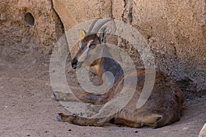 Arabian Tahr Arabitragus jayakari female rests under the rocks in the middle east mountains