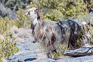 Arabian tahr (Arabitragus jayakari) in Hajar Mountains, Om