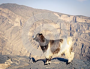 Arabian tahr at Jebel Shams in Oman