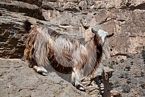 Arabian Tahr wild mountain goat at Balcony Walk W6, Jebel Shams, Oman