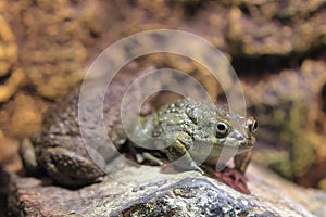 Arabian toad