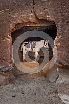 Arabian White Horse in a Cave in Petra, Jordan