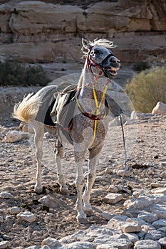 Arabian White Horse in Petra, Jordan