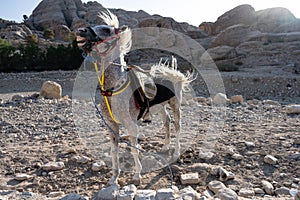 Arabian White Horse in Petra, Jordan