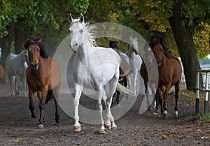 Arabian white horse on the village road