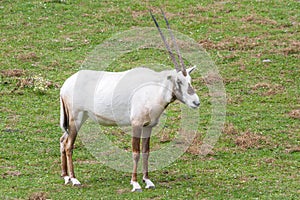 The Arabian white oryx, medium-sized antelope.