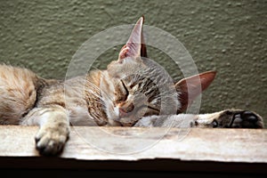 Arabian wildcat (Felis silvestris gordoni).