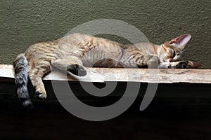 Arabian wildcat (Felis silvestris gordoni).