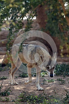 The Arabian wolf (Canis lupus arabs) photo