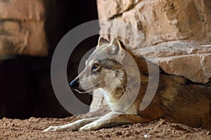 The Arabian wolf (Canis lupus arabs), portraitThe Arabian wolf (Canis lupus arabs)