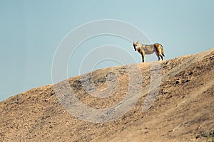The Arabian wolf (Canis lupus arabs) standing on a high dune photo