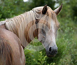 Arabian Yearling colt photo