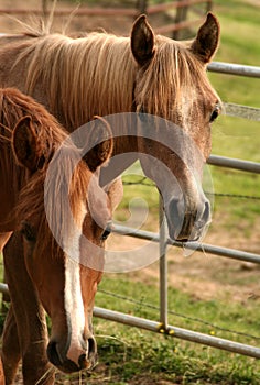 Arabian Yearling colts