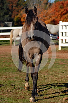Arabian yearling horse