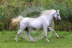 Arabian young grey horse galloping on pasture against green back