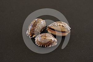 Arabic Cowrie Seashells  - Cypraea Arabica