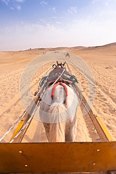 Arabic Horse Pulling Chariot near Cairo Giza Pyramids in desert