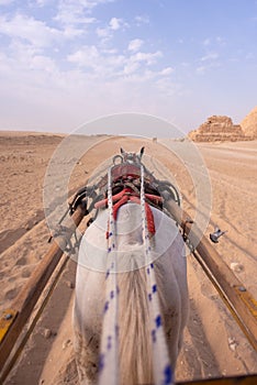 Arabic Horse Pulling Chariot near Cairo Giza Pyramids in desert