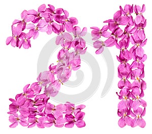 Arabic numeral 21, twenty one, from flowers of viola, isolated o