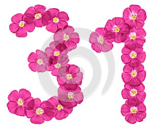 Arabic numeral 31, thirty one, from pink flowers of flax, isolated on white background