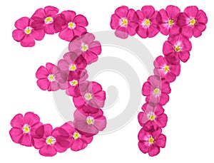 Arabic numeral 37, thirty seven, from pink flowers of flax, isolated on white background