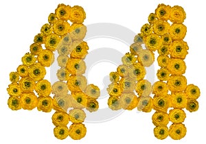 Arabic numeral 44, forty four, from yellow flowers of buttercup, isolated on white background