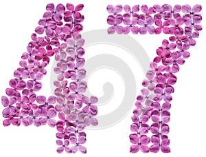 Arabic numeral 47, forty seven, from flowers of lilac, isolated