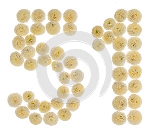 Arabic numeral 51, fifty one, from cream flowers of chrysanthemum, isolated on white background