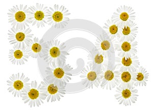 Arabic numeral 54, fifty four, from white flowers of chamomile,