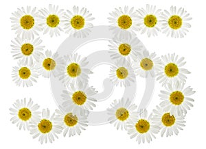 Arabic numeral 55, fifty five, from white flowers of chamomile,