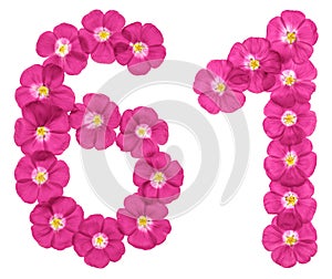 Arabic numeral 61, sixty one, from pink flowers of flax, isolated on white background
