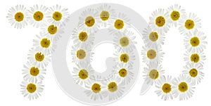 Arabic numeral 700, seven hundred, from white flowers of chamomile, isolated on white background