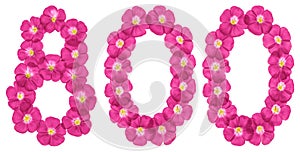 Arabic numeral 800, eight hundred, from pink flowers of flax, isolated on white background