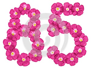 Arabic numeral 85, eighty five, from pink flowers of flax, isolated on white background