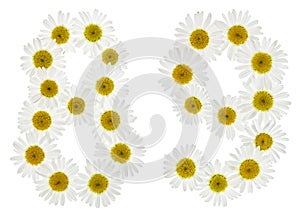 Arabic numeral 89, eighty nine, from white flowers of chamomile, isolated on white background