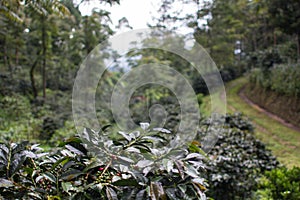 Arabica cofee trees at coffee plantation in Ciwidey, West Java, Indonesia