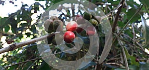 arabica coffe beans from bajawa flores ntt indonesia picture taken from the side photo