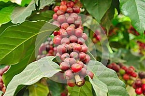 Arabica coffee beans on branch of coffee tree