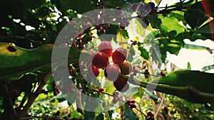 Arabica coffee beans cherries ripe on branch in coffee plantation