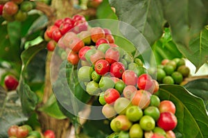 Arabica coffee beans on coffee tree photo