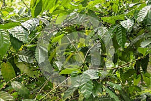 Arabica coffee beans ripening, fresh coffee. Industry agriculture on tree in Bali. Coffea arabica Close up, berry ripening on tree