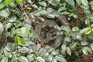 Arabica coffee beans ripening, fresh coffee. Industry agriculture on tree in Bali. Coffea arabica Close up, berry ripening on tree