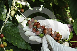 Arabica coffee berries with agriculturist keep Harvest ripe coffee