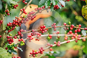 Arabica coffee berries on Bolaven Plateau.