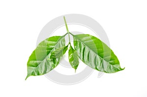 Arabica coffee leaf on a white background