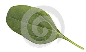 Arabica coffee leaf on a white background