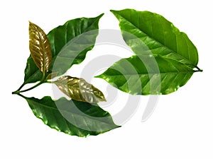 Arabica coffee leaf on a white background photo