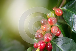 Arabica coffee plant in agriculture farm.Coffee beans ripening on tree in North of thailand.Group of ripe and raw coffee berries