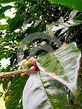 Arabica coffee produced in Temanggung has been widely known by foreign consumers such as Asia, Europe, America.
