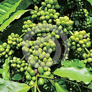 Arabica coffee produces a lot of fruit